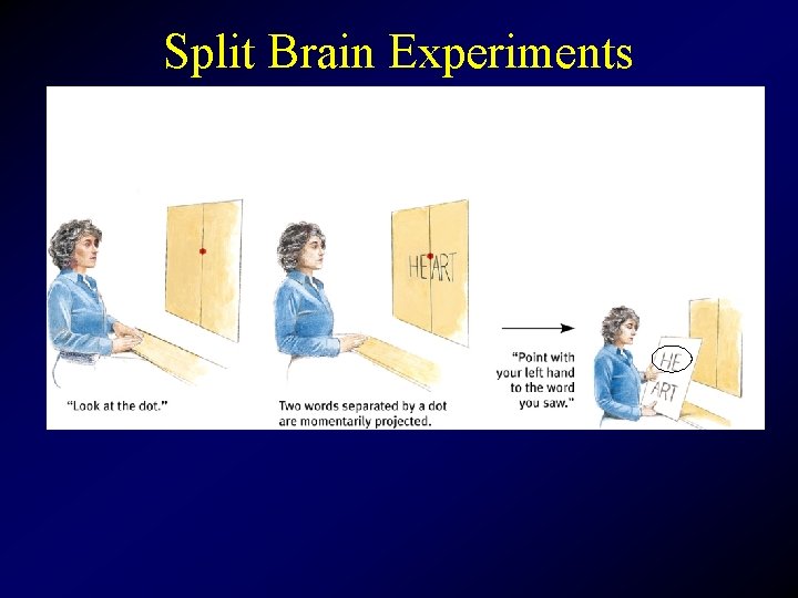 Split Brain Experiments 