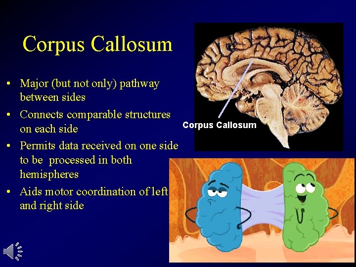 Corpus Callosum • Major (but not only) pathway between sides • Connects comparable structures