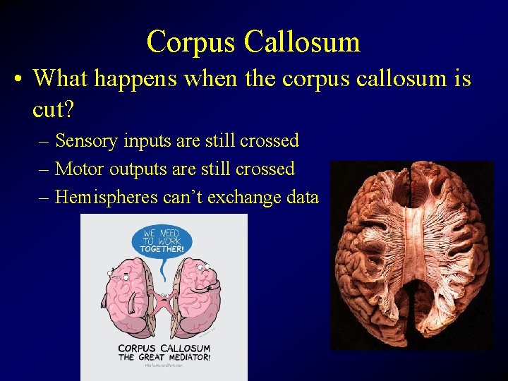 Corpus Callosum • What happens when the corpus callosum is cut? – Sensory inputs