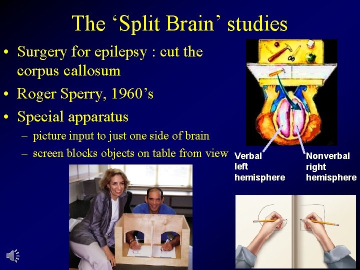 The ‘Split Brain’ studies • Surgery for epilepsy : cut the corpus callosum •