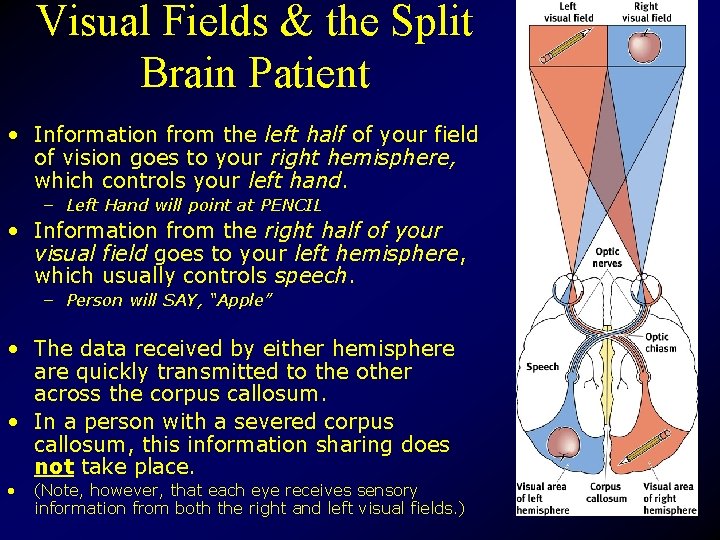 Visual Fields & the Split Brain Patient • Information from the left half of