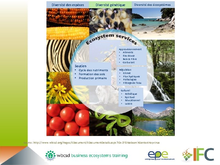 Diversité des espèces Diversité génétique Soutien • Cycle des nutriments • Formation des sols