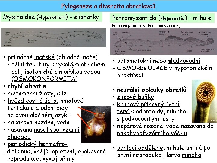 Fylogeneze a diverzita obratlovců Myxinoidea (Hyperotreti) - sliznatky Petromyzontida (Hyperartia) - mihule Petromyzontes, Petromyzones,