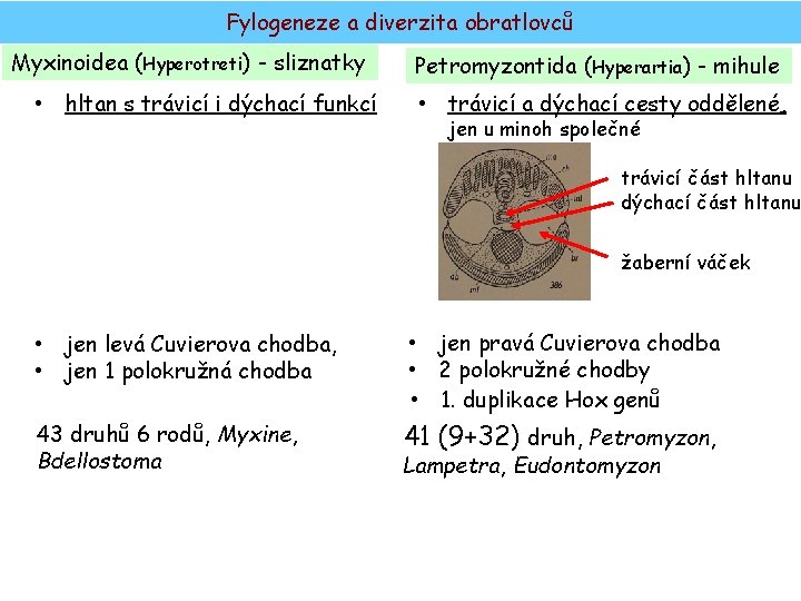 Fylogeneze a diverzita obratlovců Myxinoidea (Hyperotreti) - sliznatky • hltan s trávicí i dýchací