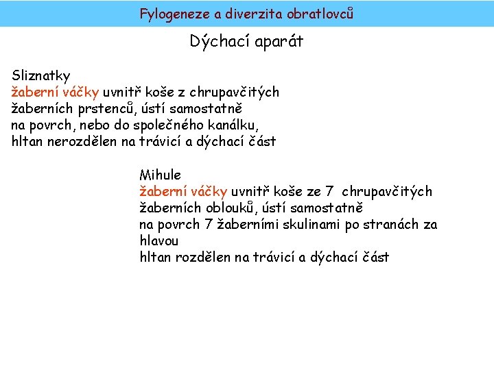 Fylogeneze a diverzita obratlovců Dýchací aparát Sliznatky žaberní váčky uvnitř koše z chrupavčitých žaberních