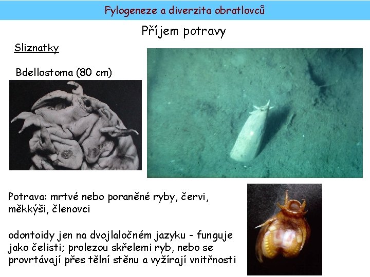 Fylogeneze a diverzita obratlovců Příjem potravy Sliznatky Bdellostoma (80 cm) Potrava: mrtvé nebo poraněné