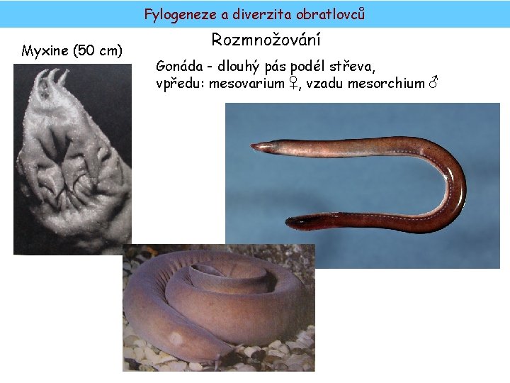 Fylogeneze a diverzita obratlovců Myxine (50 cm) Rozmnožování Gonáda - dlouhý pás podél střeva,