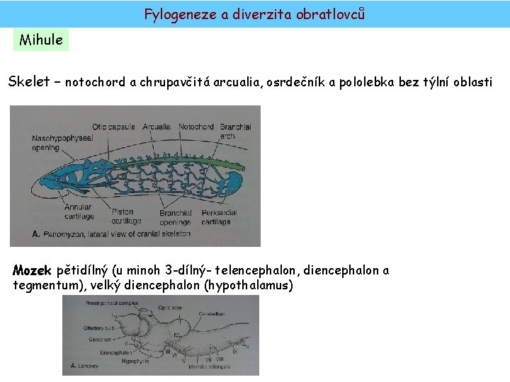 Fylogeneze a diverzita obratlovců Mihule Skelet – notochord a chrupavčitá arcualia, osrdečník a pololebka