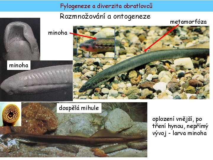 Fylogeneze a diverzita obratlovců Rozmnožování a ontogeneze metamorfóza minoha dospělá mihule oplození vnější, po