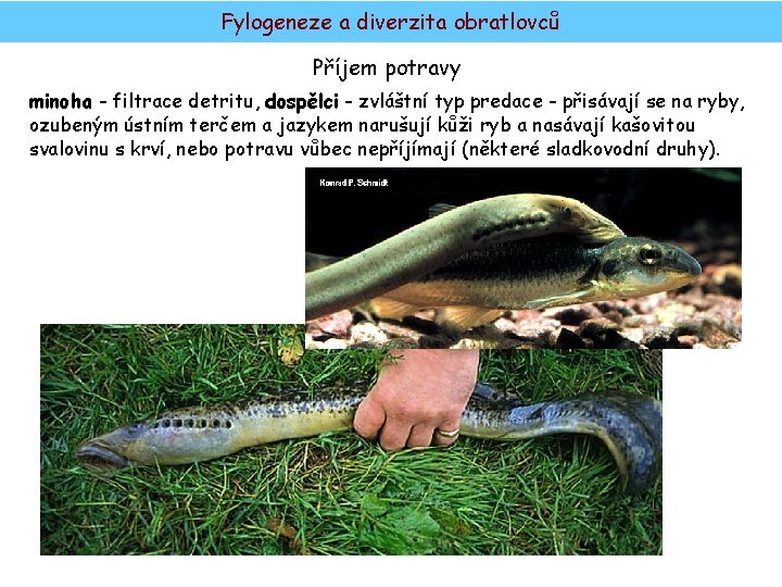 Fylogeneze a diverzita obratlovců Příjem potravy minoha - filtrace detritu, dospělci - zvláštní typ