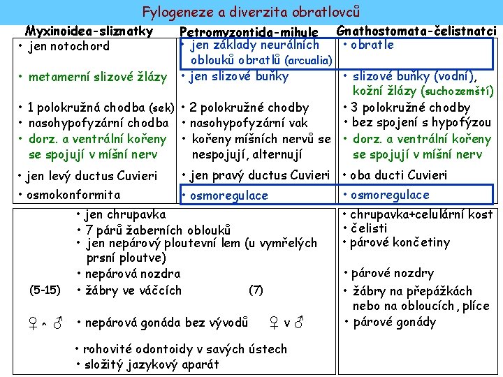 Fylogeneze a diverzita obratlovců Myxinoidea-sliznatky • jen notochord • • Petromyzontida-mihule Gnathostomata-čelistnatci • obratle