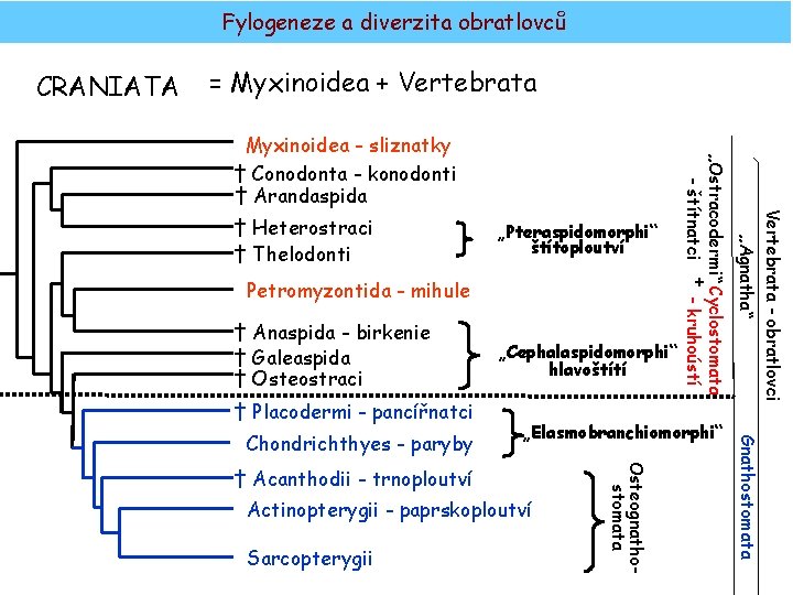Fylogeneze a diverzita obratlovců CRANIATA = Myxinoidea + Vertebrata + Petromyzontida - mihule †