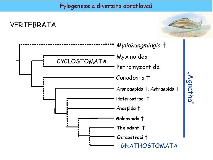 Fylogeneze a diverzita obratlovců VERTEBRATA Myllokungmingia † CYCLOSTOMATA Myxinoidea Petromyzontida Arandaspida †, Astraspida †