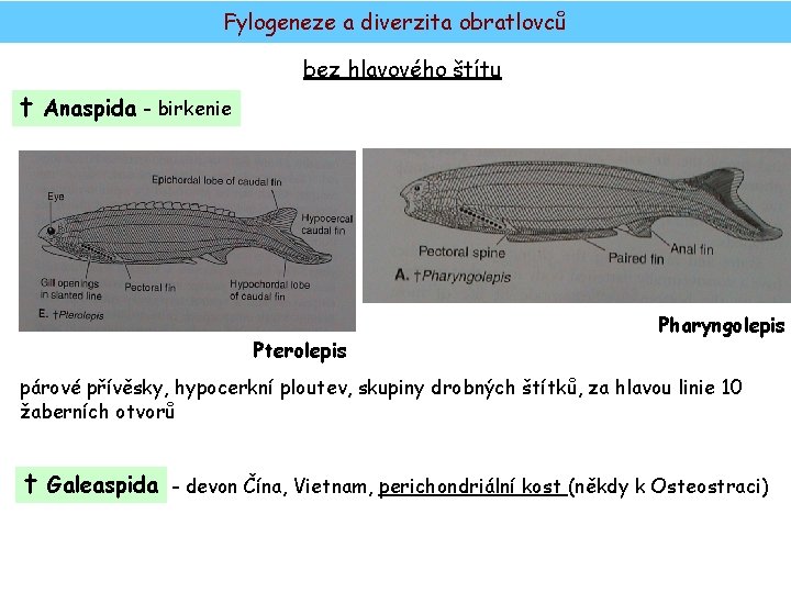 Fylogeneze a diverzita obratlovců bez hlavového štítu † Anaspida - birkenie Pterolepis Pharyngolepis párové