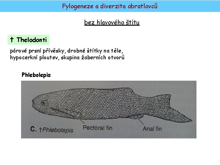 Fylogeneze a diverzita obratlovců bez hlavového štítu † Thelodonti párové prsní přívěsky, drobné štítky