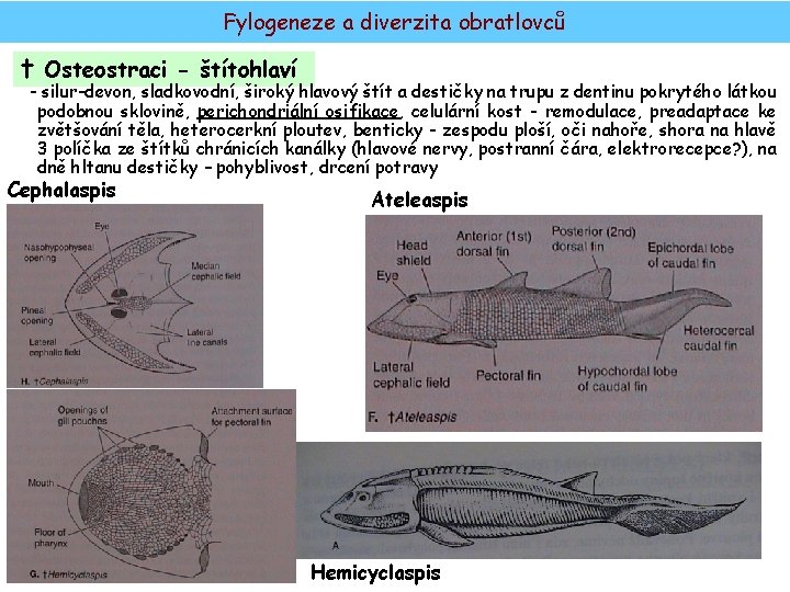 Fylogeneze a diverzita obratlovců † Osteostraci - štítohlaví - silur-devon, sladkovodní, široký hlavový štít