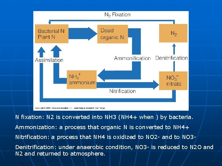 N fixation: N 2 is converted into NH 3 (NH 4+ when ) by