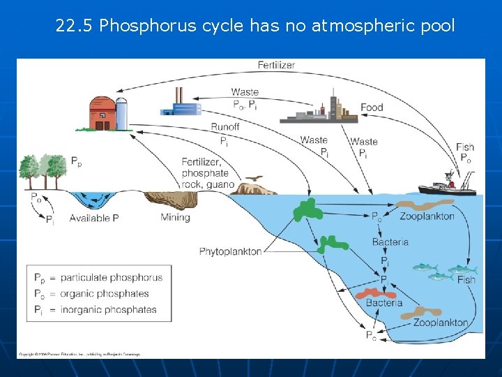 22. 5 Phosphorus cycle has no atmospheric pool 