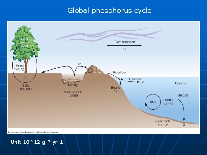 Global phosphorus cycle Unit 10^12 g P yr-1 