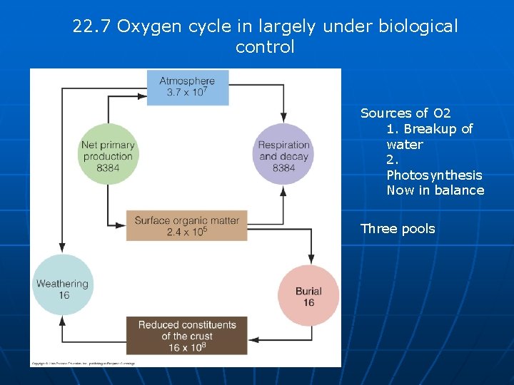22. 7 Oxygen cycle in largely under biological control Sources of O 2 1.