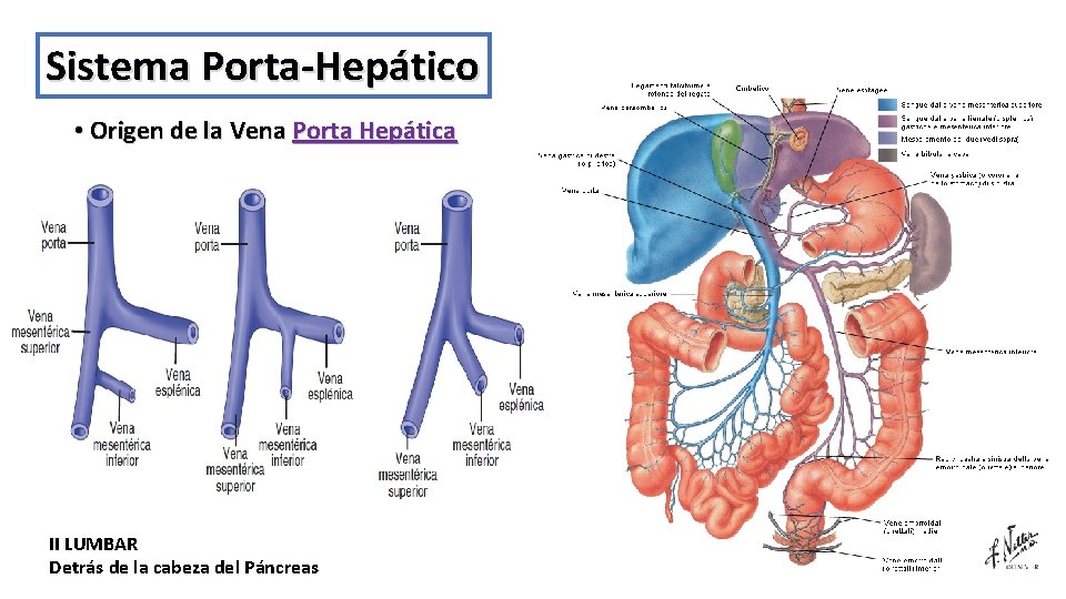 Sistema Porta-Hepático • Origen de la Vena Porta Hepática II LUMBAR Detrás de la