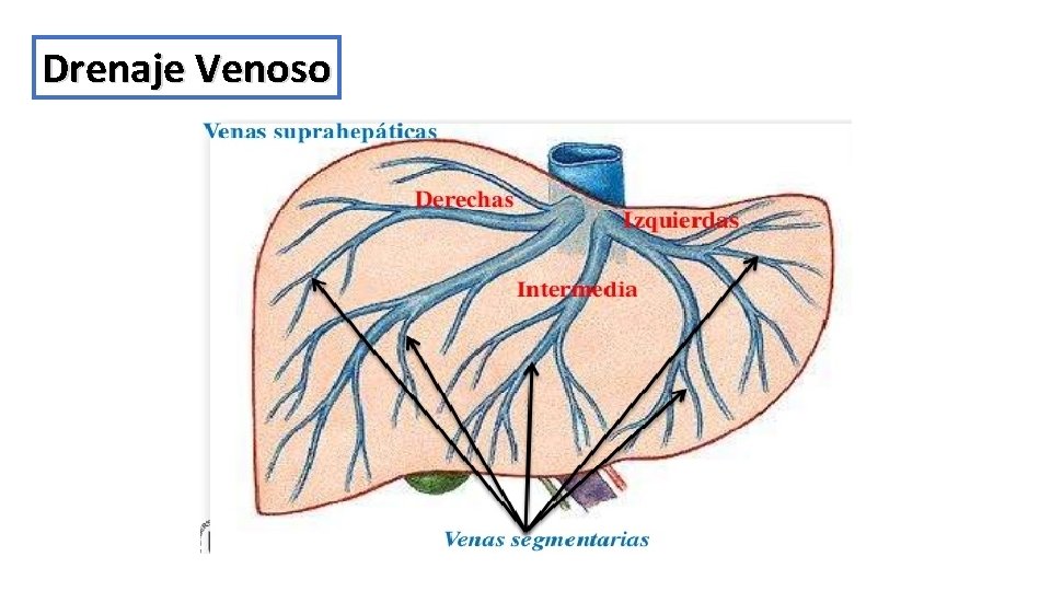 Drenaje Venoso 