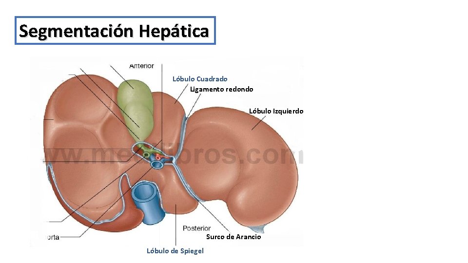 Segmentación Hepática Lóbulo Cuadrado Ligamento redondo Lóbulo Izquierdo Surco de Arancio Lóbulo de Spiegel