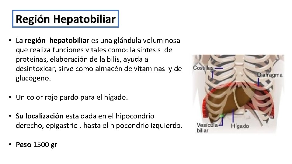 Región Hepatobiliar • La región hepatobiliar es una glándula voluminosa que realiza funciones vitales