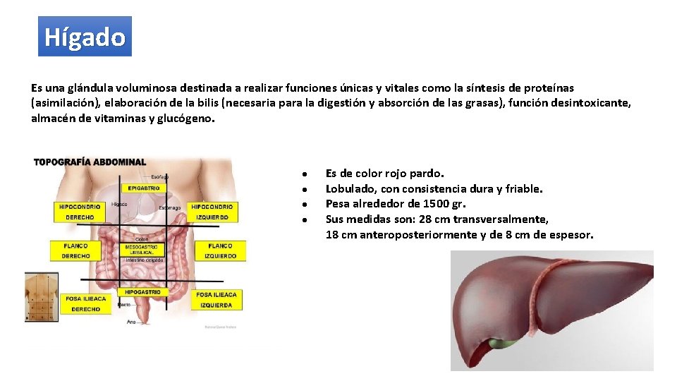 Hígado Es una glándula voluminosa destinada a realizar funciones únicas y vitales como la