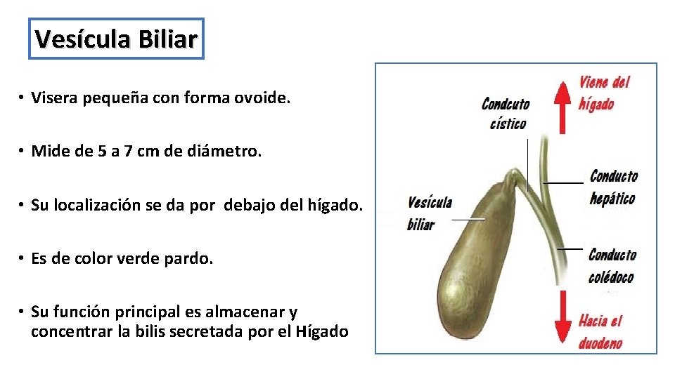 Vesícula Biliar • Visera pequeña con forma ovoide. • Mide de 5 a 7