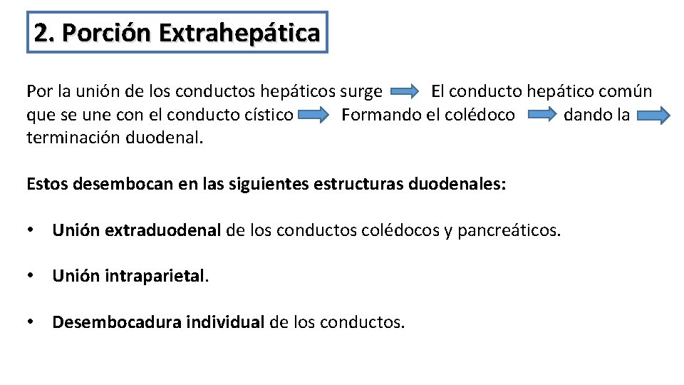 2. Porción Extrahepática Por la unión de los conductos hepáticos surge El conducto hepático