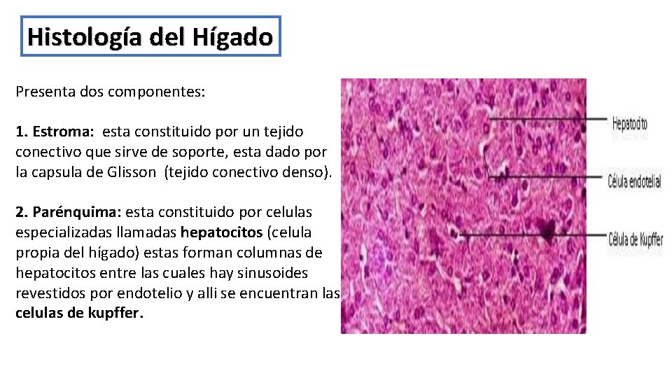 Histología del Hígado Presenta dos componentes: 1. Estroma: esta constituido por un tejido conectivo