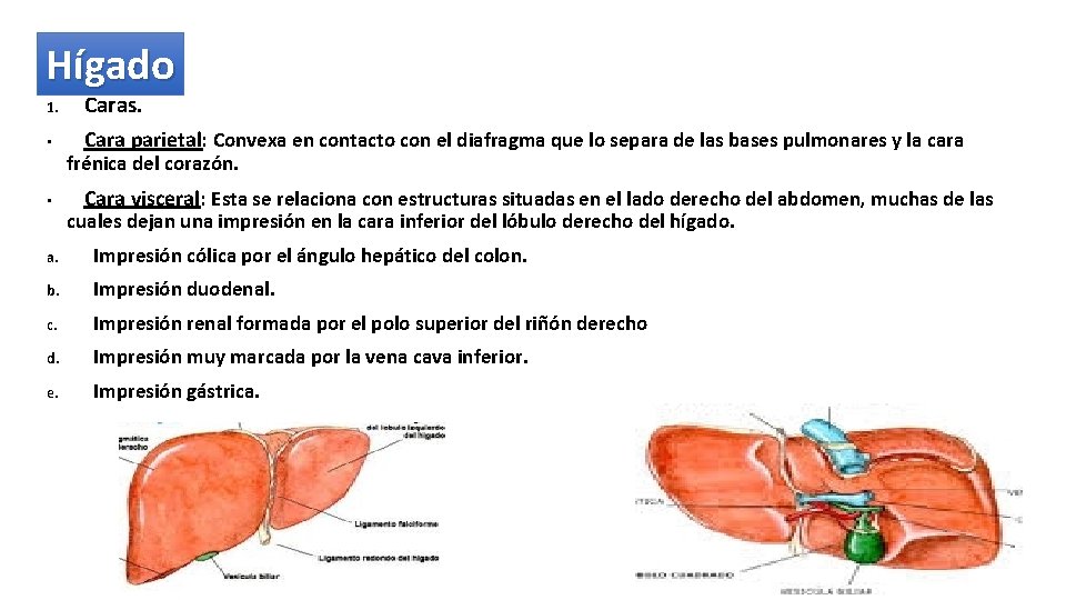 Hígado 1. Caras. • Cara parietal: Convexa en contacto con el diafragma que lo