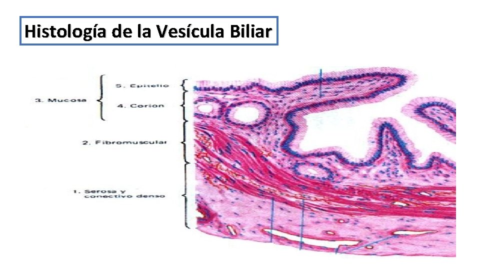 Histología de la Vesícula Biliar 