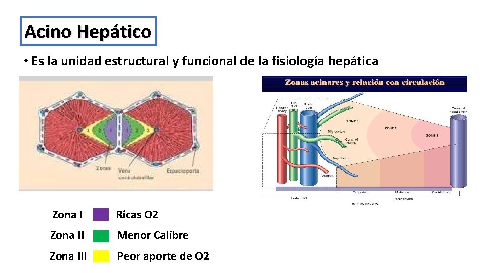 Acino Hepático • Es la unidad estructural y funcional de la fisiología hepática Zona
