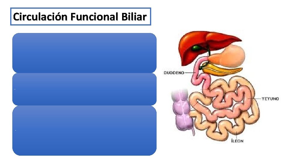 Circulación Funcional Biliar Es el proceso de secreción y reabsorción de las sales biliares