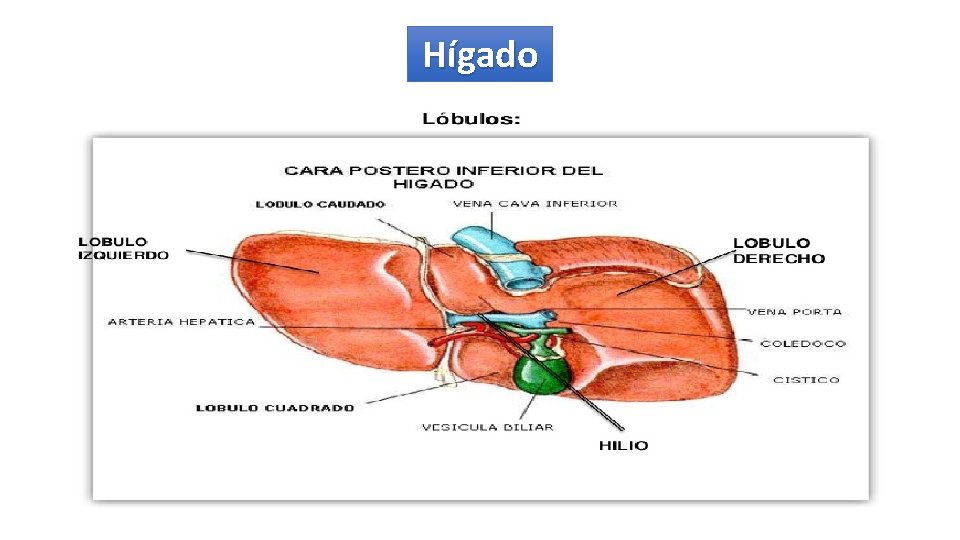 Hígado 