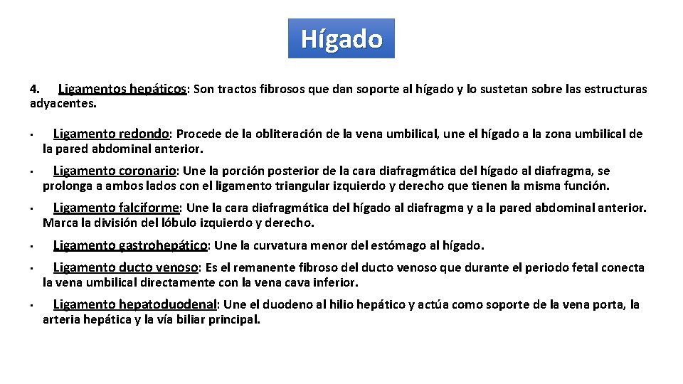 Hígado 4. Ligamentos hepáticos: Son tractos fibrosos que dan soporte al hígado y lo