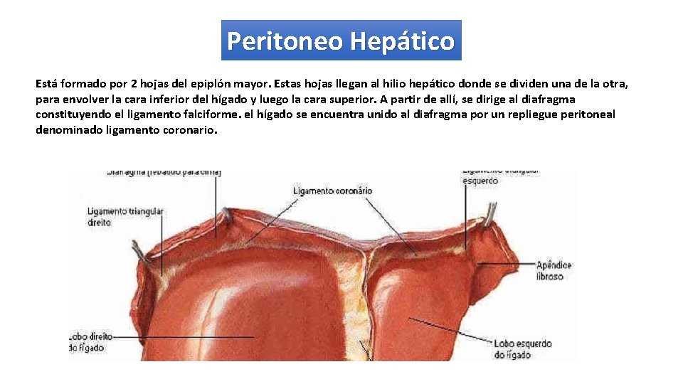 Peritoneo Hepático Está formado por 2 hojas del epiplón mayor. Estas hojas llegan al