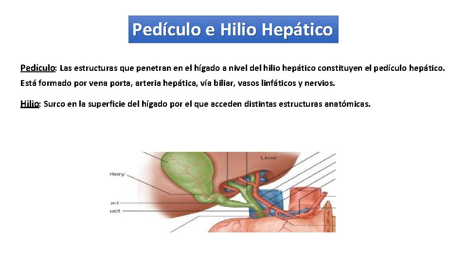 Pedículo e Hilio Hepático Pedículo: Las estructuras que penetran en el hígado a nivel