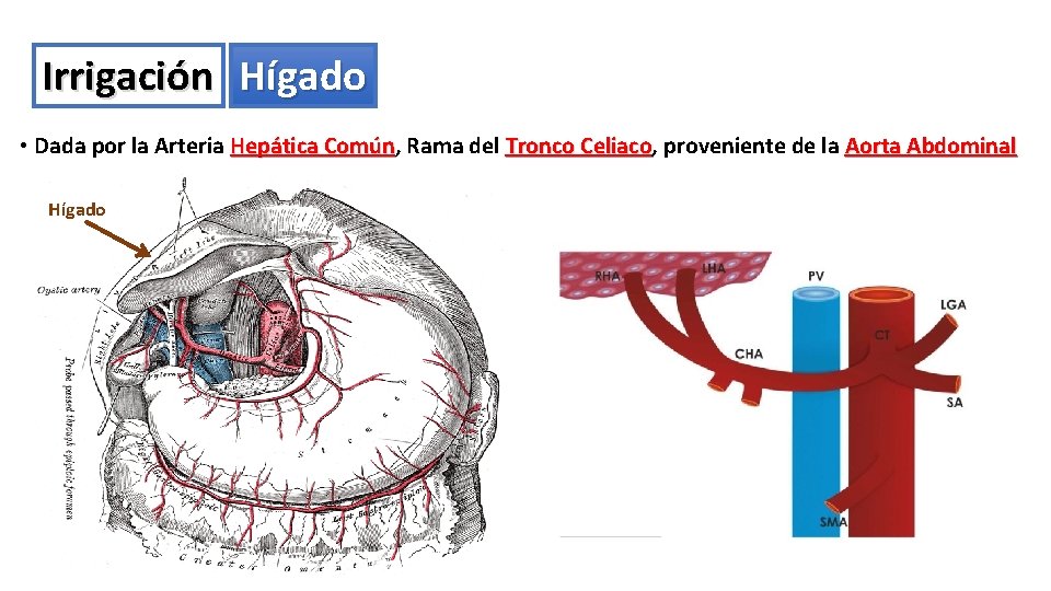 Irrigación Hígado • Dada por la Arteria Hepática Común, Común Rama del Tronco Celiaco,