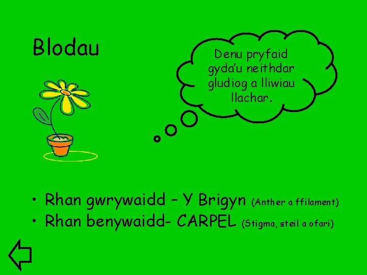 Blodau Denu pryfaid gyda’u neithdar gludiog a lliwiau llachar. • Rhan gwrywaidd – Y