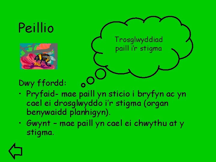 Peillio Trosglwyddiad paill i’r stigma Dwy ffordd: • Pryfaid- mae paill yn sticio i