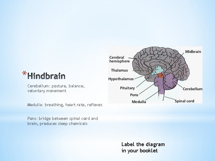 * Cerebellum: posture, balance, voluntary movement Medulla: breathing, heart rate, reflexes Pons: bridge between