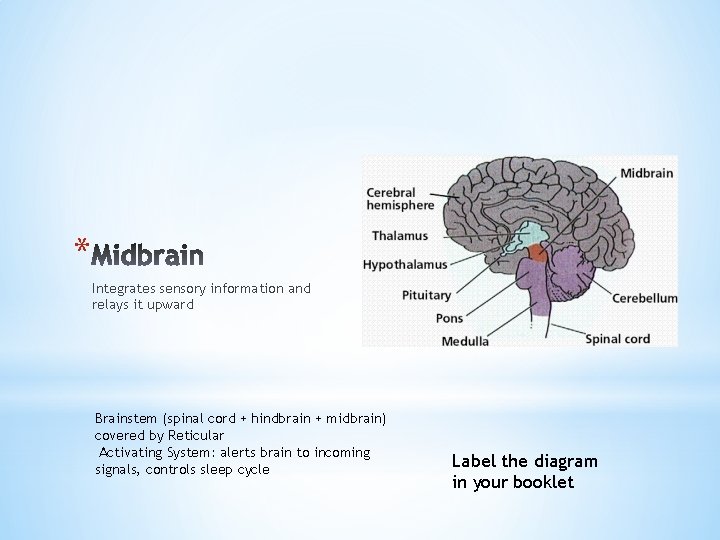 * Integrates sensory information and relays it upward Brainstem (spinal cord + hindbrain +