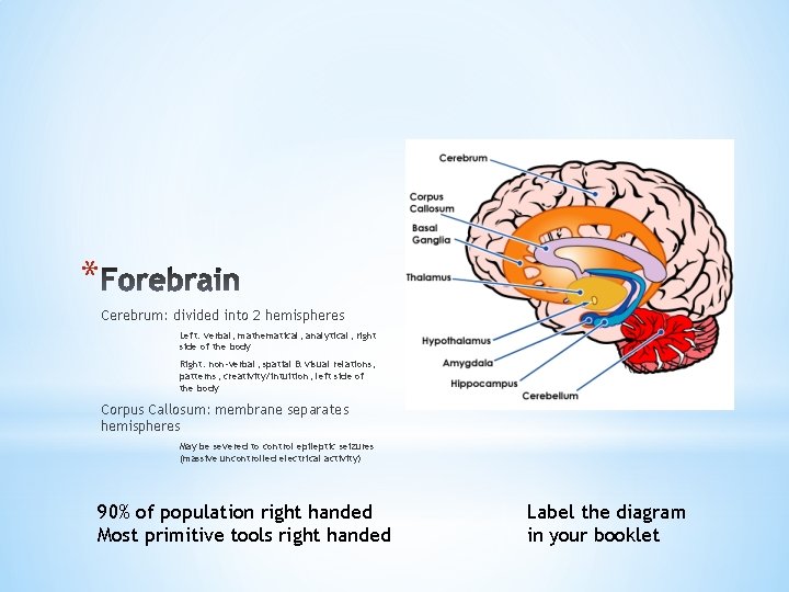 * Cerebrum: divided into 2 hemispheres Left: verbal, mathematical, analytical, right side of the