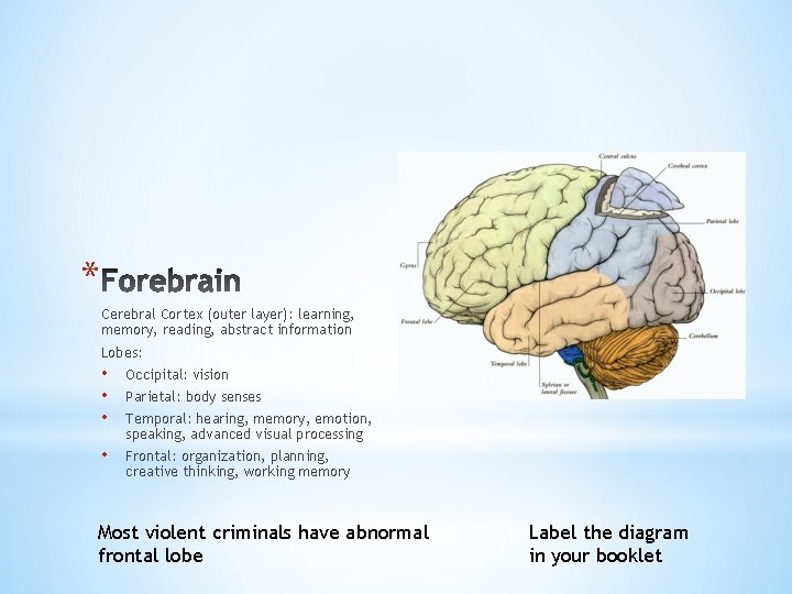 * Cerebral Cortex (outer layer): learning, memory, reading, abstract information Lobes: • • •