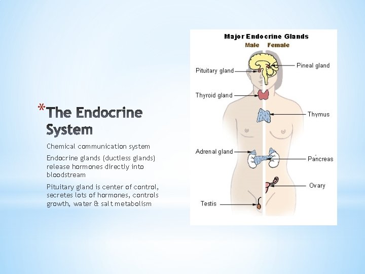 * Chemical communication system Endocrine glands (ductless glands) release hormones directly into bloodstream Pituitary