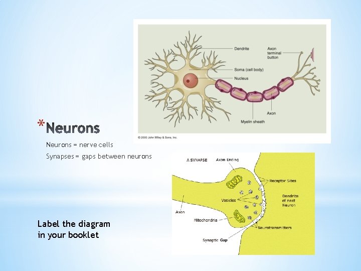 * Neurons = nerve cells Synapses = gaps between neurons Label the diagram in