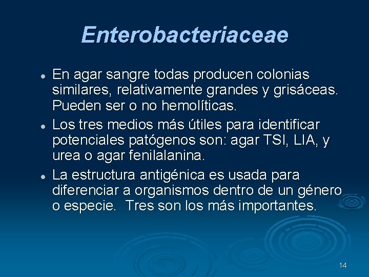 Enterobacteriaceae En agar sangre todas producen colonias similares, relativamente grandes y grisáceas. Pueden ser